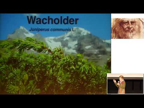 1/2: Dr. med. Marianne Ruoff: Wacholder - Wächterbaum und Ahnenpflanze
